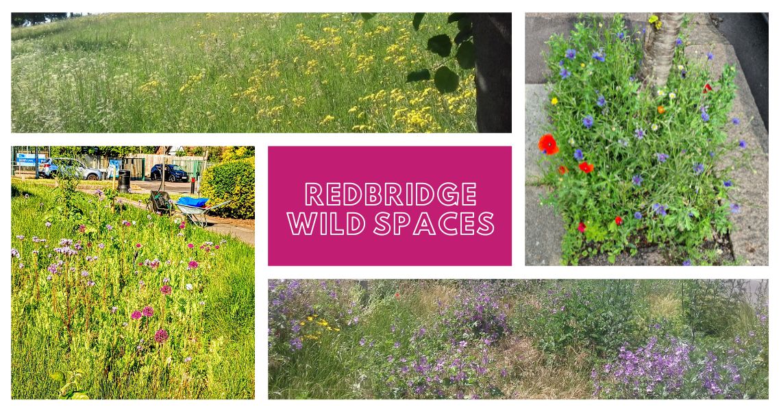 A composite image of photos of wild flower meadows