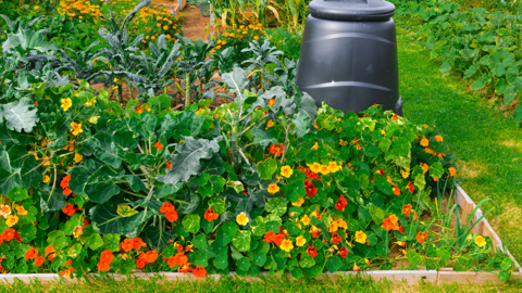 Flowering vegetables on an allotment.